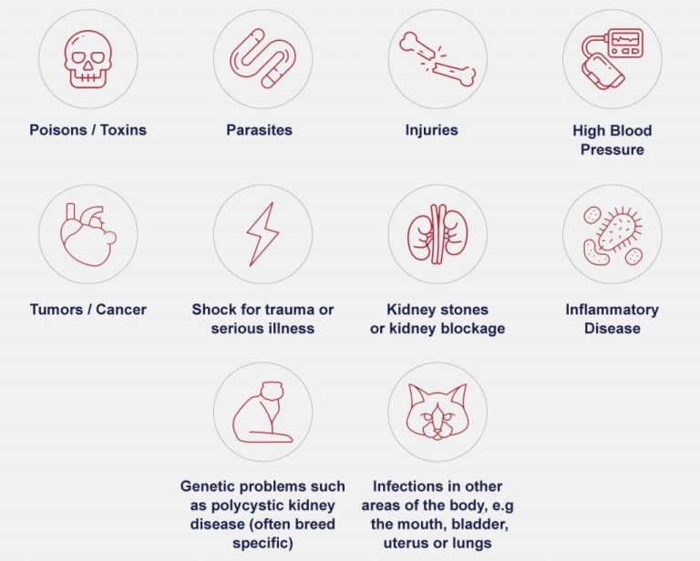 An Overview Of Feline Chronic Kidney Disease (CKD): Symptoms, Causes ... - Feline Kidney Problems Symptoms