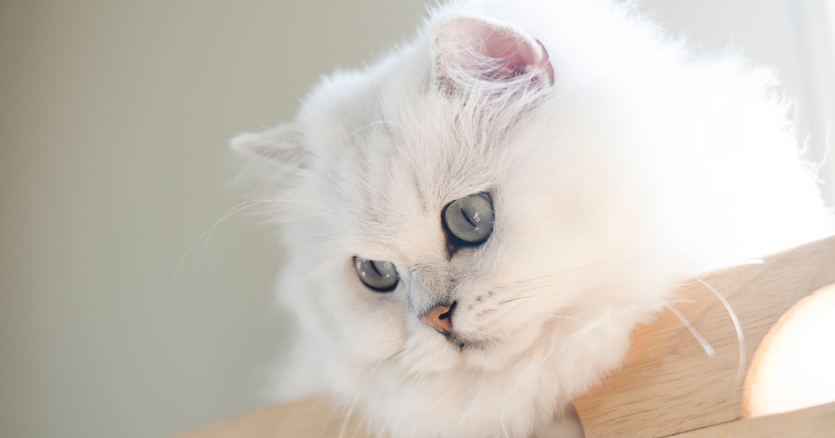 The Best Cat Breeds For Families With Children - PetlifeCA