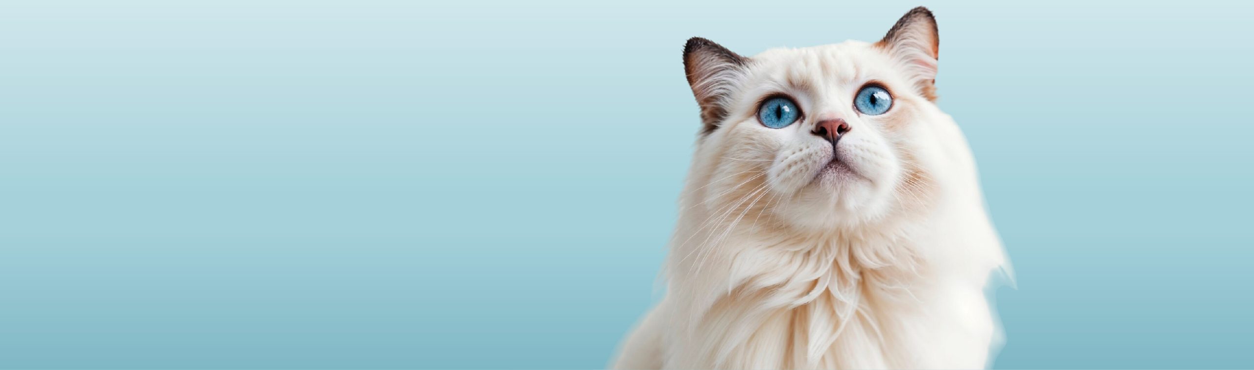 PLUS767-03-Vetzone-Design-Banner-04-scaled.jpg