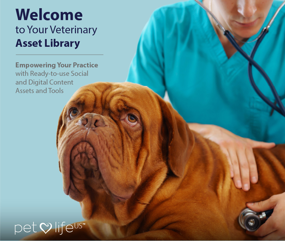 PLUS767-03-Vetzone-Design-Mobile-Banner-11.jpg