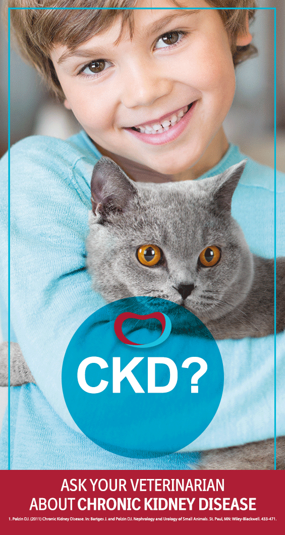 Acute And Chronic Feline Kidney Failure How Long Can Your Cat Live