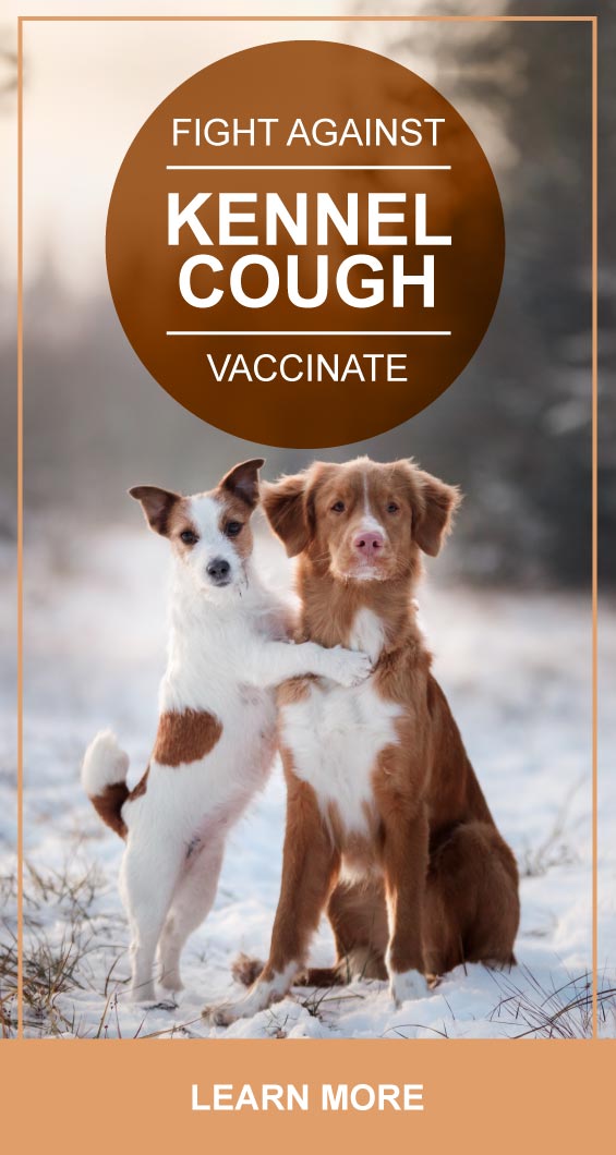 Canine Cough In Dogs And Cats PetlifeCA